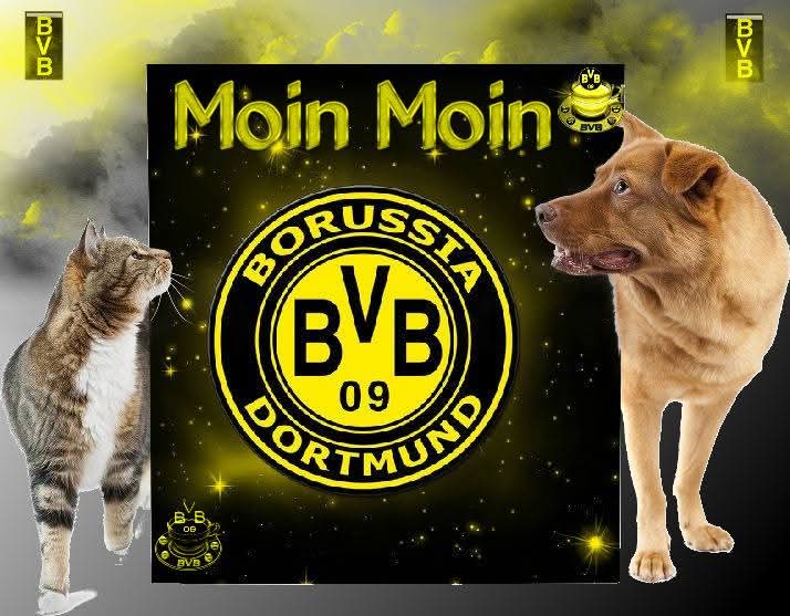 Borussia Dortmund steht vor einer packenden Champions-League-Gruppenphase mit einem spektakulären Wiedersehen gegen Erling Haalands Manchester City. Die Schwarz-Gelben reisen zudem zu Juventus, Tottenham und Kopenhagen, während sie im Signal Iduna Park Inter Mailand, Villarreal, Bodo/Glimt und Athletic Bilbao empfangen – eine Serie europäischer Top-Nächte, die echte Fußball-Highlights verspricht.
